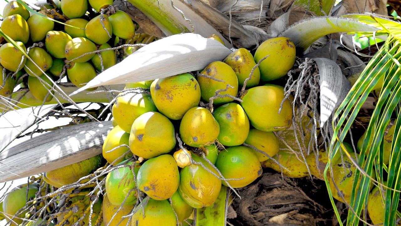 Export ready coconuts