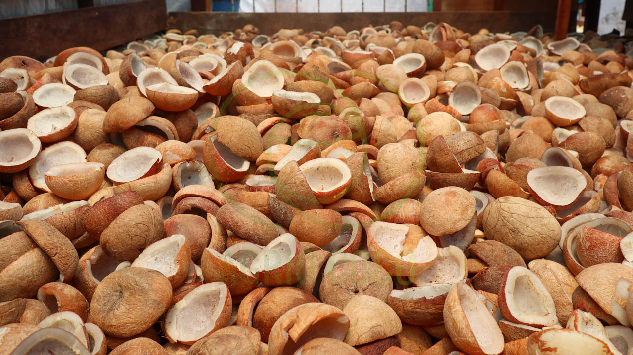Dried coconut (copra) ready for bulk export
