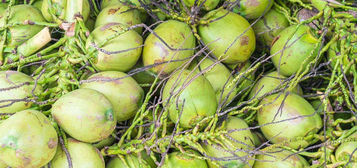 Whole coconuts packaged for export